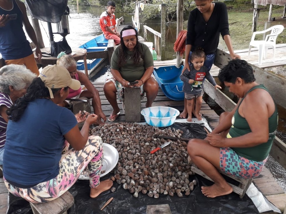 Mulheres extrativistas após coleta de castanhas de andiroba, em foto antes da pandemia de Covid-19 — Foto: Associação Bom Sucesso/Divulgação