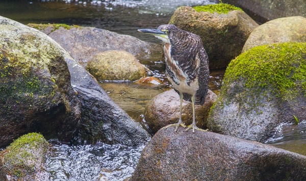 Guardiao Das Aguas Soco Boi Escuro Indica Regioes Preservadas E Com Agua Limpa Terra Da Gente G1 Com ele, você pode saber, em tempo real, a previsão de chegada do seu ônibus no ponto de parada. soco boi escuro indica regioes