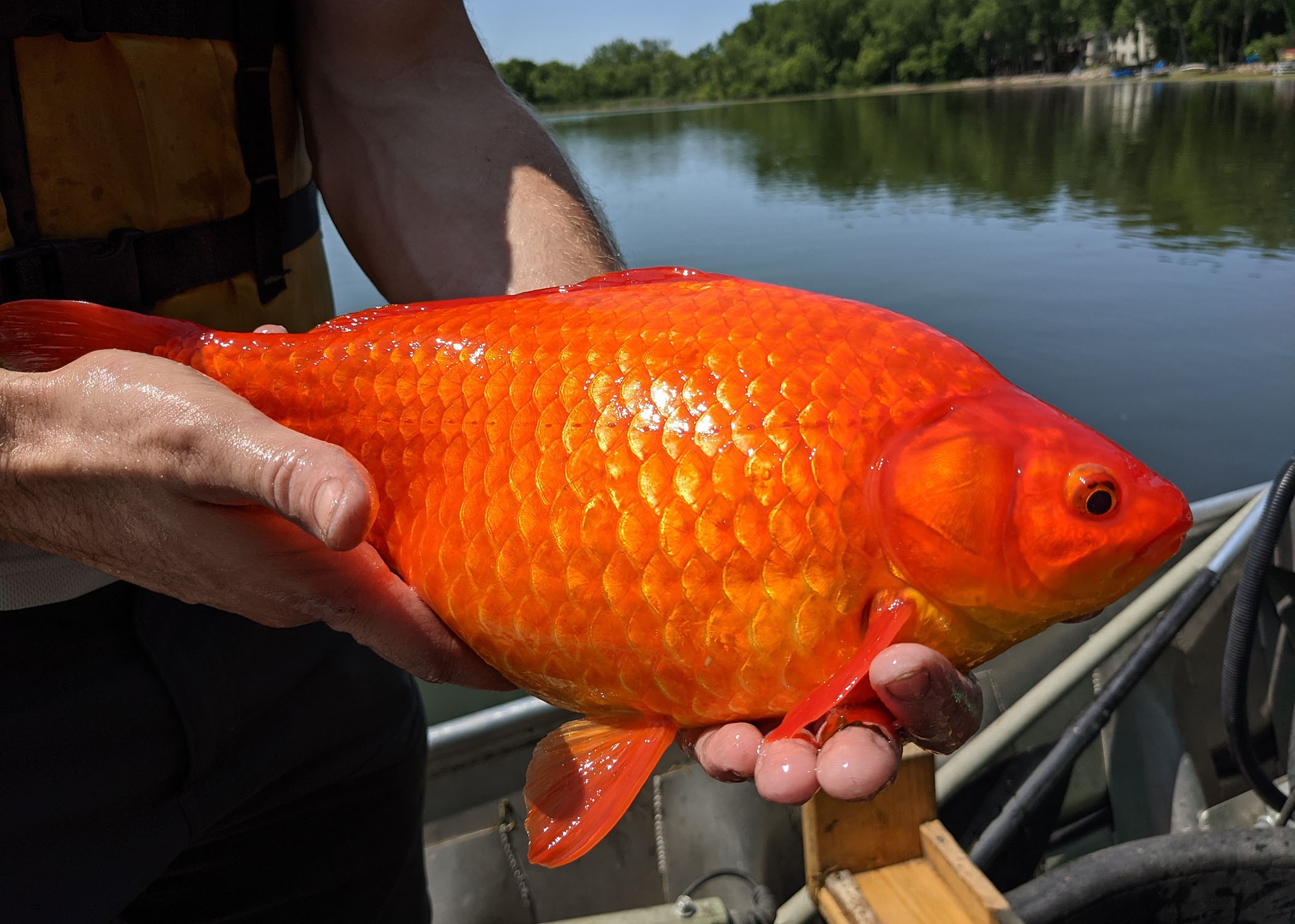 Cidade dos EUA alerta moradores após encontrar 'peixe-dourado gigante' em lago; espécie é considerada invasora thumbnail
