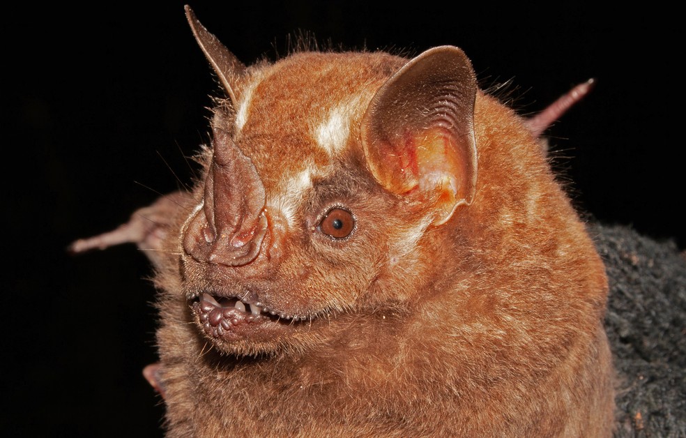 Morcego da espécie 'Artibeus lituratus', encontrado na caatinga — Foto: Leandro Oliveira/Cemafauna