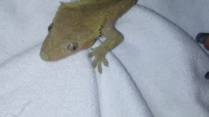 Rara Lagartixa Do Pacifico E Achada Em Encomenda Nos Correios Em Sp Animal Ja Foi Considerado Extinto Santos E Regiao G1 Share the best gifs now >>>. rara lagartixa do pacifico e achada em