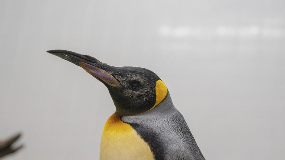 Pinguim-rei chamado Theo após passar por uma cirurgia de catarata bem-sucedida, em Cingapura