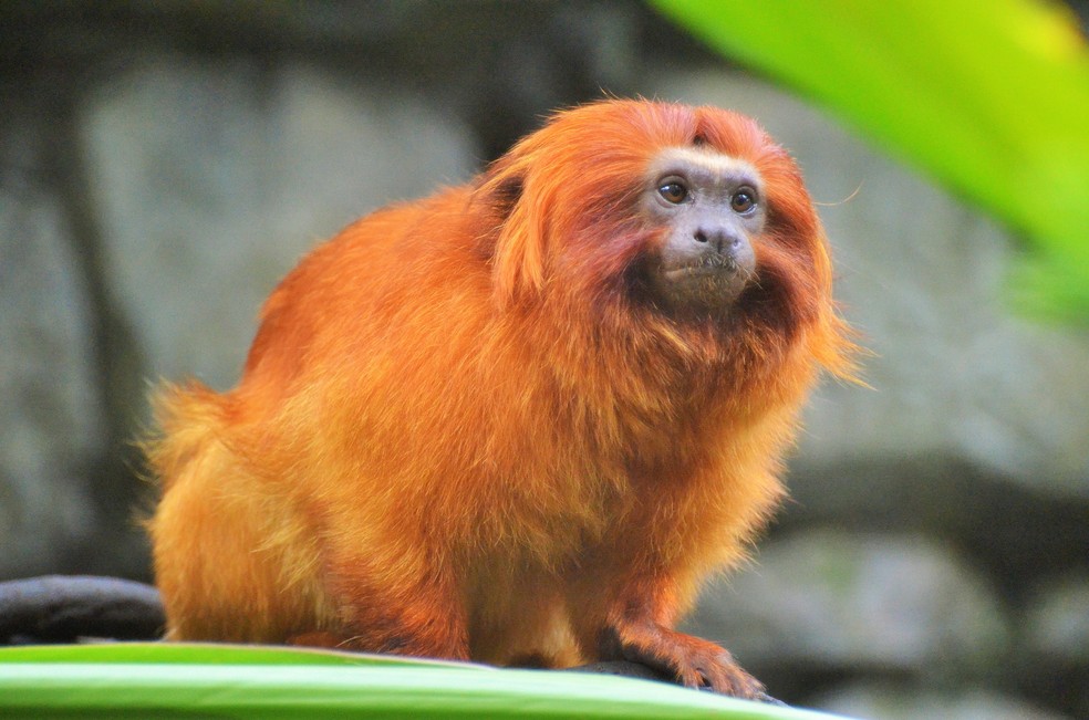 No Brasil, o mico-leÃ£o-dourado Ã© um dos principais motivos de preocupaÃ§Ã£o (Foto: Nadine DoerlÃ©/Pixabay)