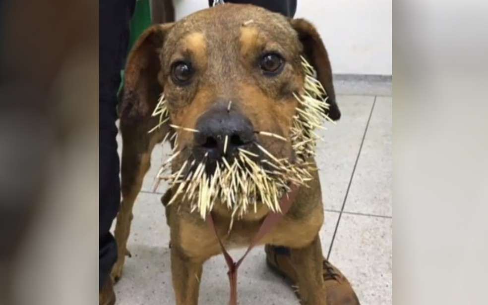 Cachorro ficou coberto de espinhos após atacar um ouriço, em Anápolis — Foto: Reprodução/TV Anhanguera