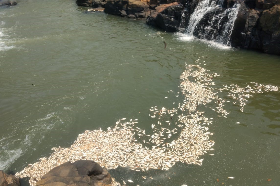 Cerca de 300 kg de peixes mortos são encontrados no Rio Tejuco entre Prata e Uberlândia