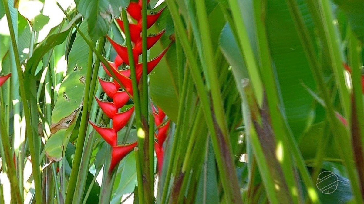 Cultivo de flores tropicais é opção de renda para famílias em MT | Mato  Grosso | G1