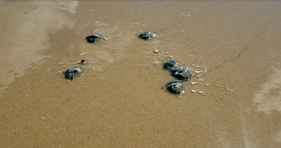 Caravelas foram encontradas na Praia de Ponta Negra, em Natal — Foto: Emerson Medeiros/Inter TV Cabugi