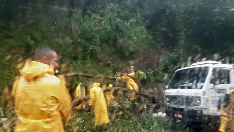 Árvore caiu me trecho da Av. Luís Eduardo Magalhães — Foto: Adriana Oliveira/TV Bahia