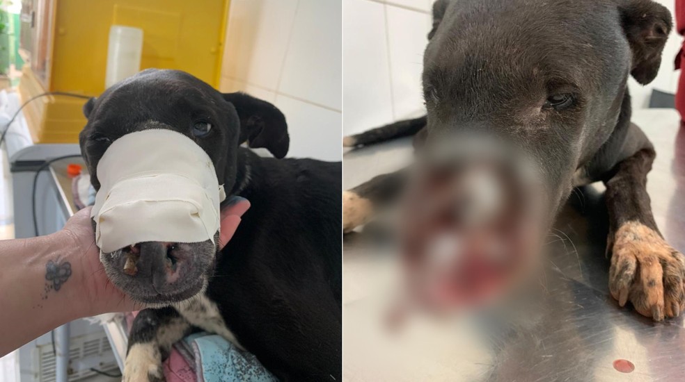 Torque faz tratamento em Rio Claro depois de ficar com o focinho dilacerado ao ser atacado por uma onça — Foto: Clínica Veterinária Vila dos Bichos