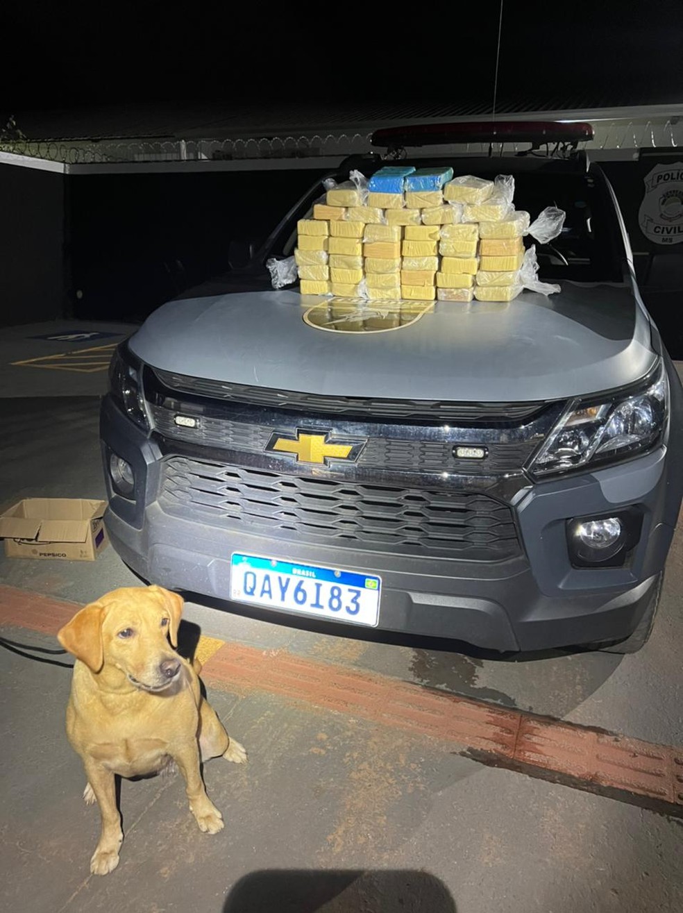 Cão farejador ajudou policiais a encontrarem droga na casa de assessor de vereador em Campo Grande — Foto: BP Choque/Divulgação