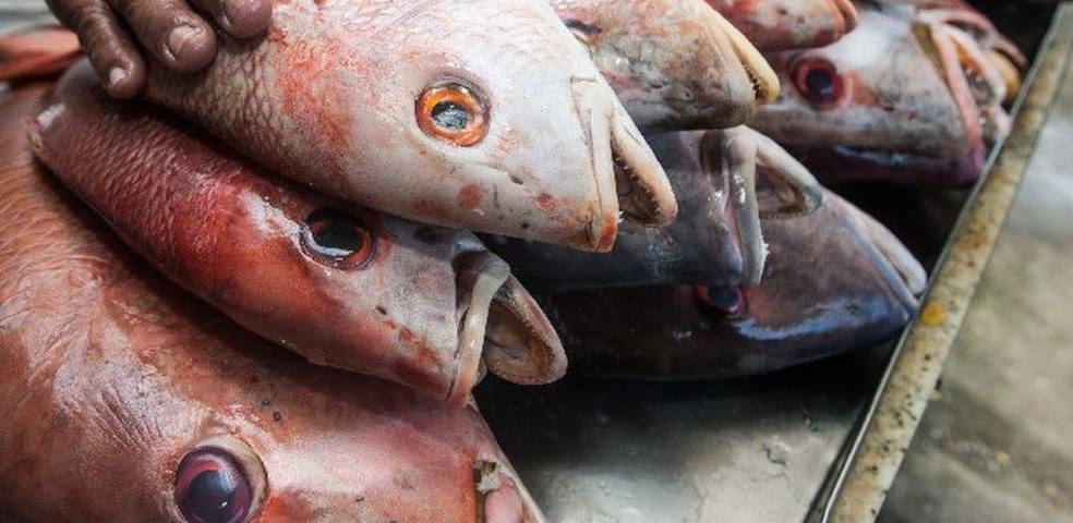 A Doença de Haff é transmitida por meio de toxinas presentes em peixes e crustáceos mal acondicionados. — Foto: Fabiane de Paula/SVM