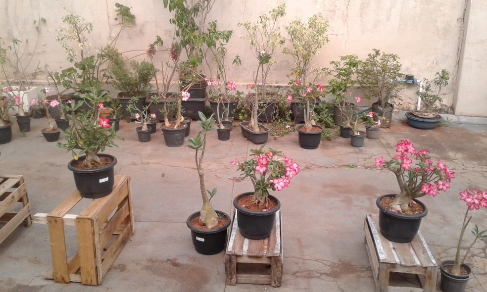 Idosa denuncia furto de 40 vasos com rosa do deserto em Uberaba | Triângulo  Mineiro | G1