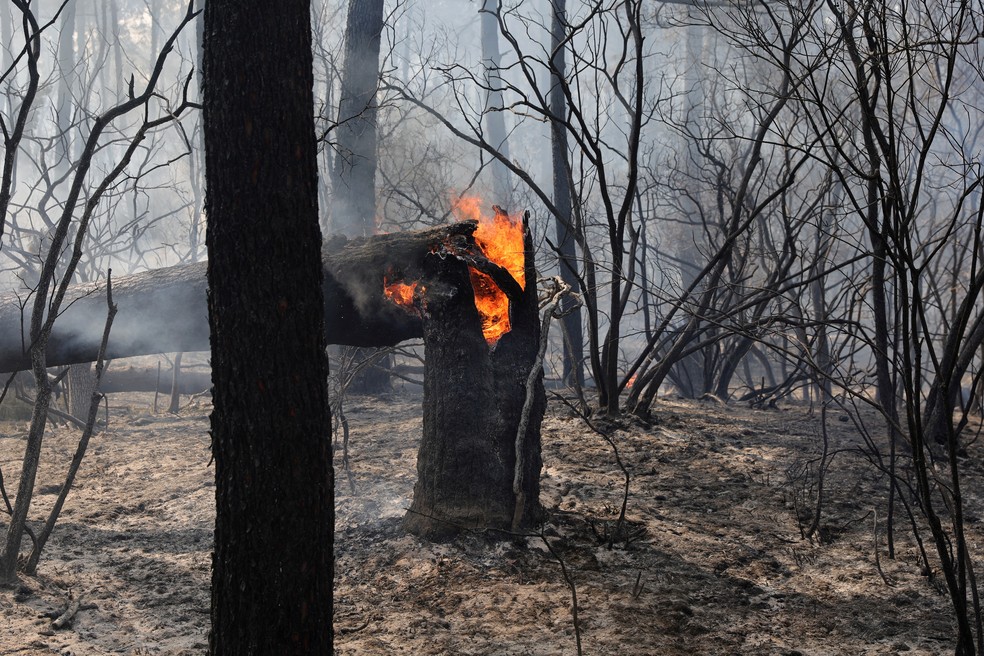Árvore pega fogo em meio a incêndio que destruiu florestas no sul da França, em 19 de julho de 2022. — Foto: Pascal Rossignol/ Reuters