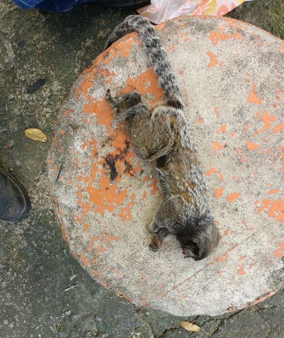 Macaco caiu de um árvore no bairro Santa Cruz, em Volta Redonda (Foto:  André Luis Ribeiro Figueira/Arquivo Pessoal)