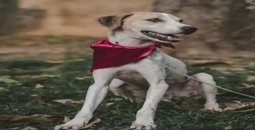 Para estimular adoção, cães participaram de ensaio fotográfico (Foto: Reprodução/Rede Amazônica Acre)