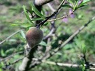 Produtores de pêssego esperam colher boa safra da fruta no RS