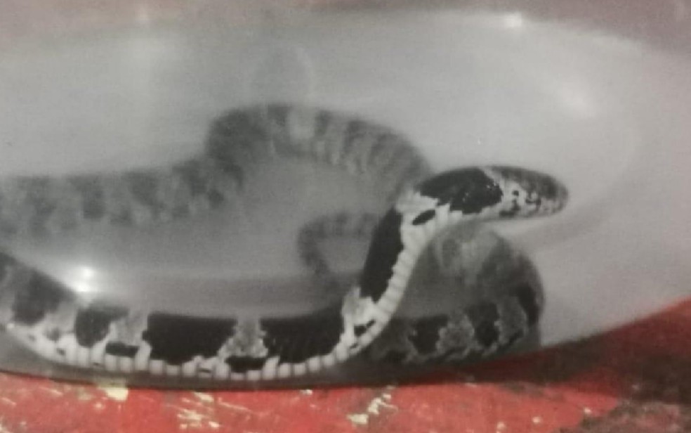 Cobra é coloca em recipiente com água após ser encontrada dentro de pé de alface em Catalão, Goiás — Foto: Divulgação/Corpo de Bombeiros