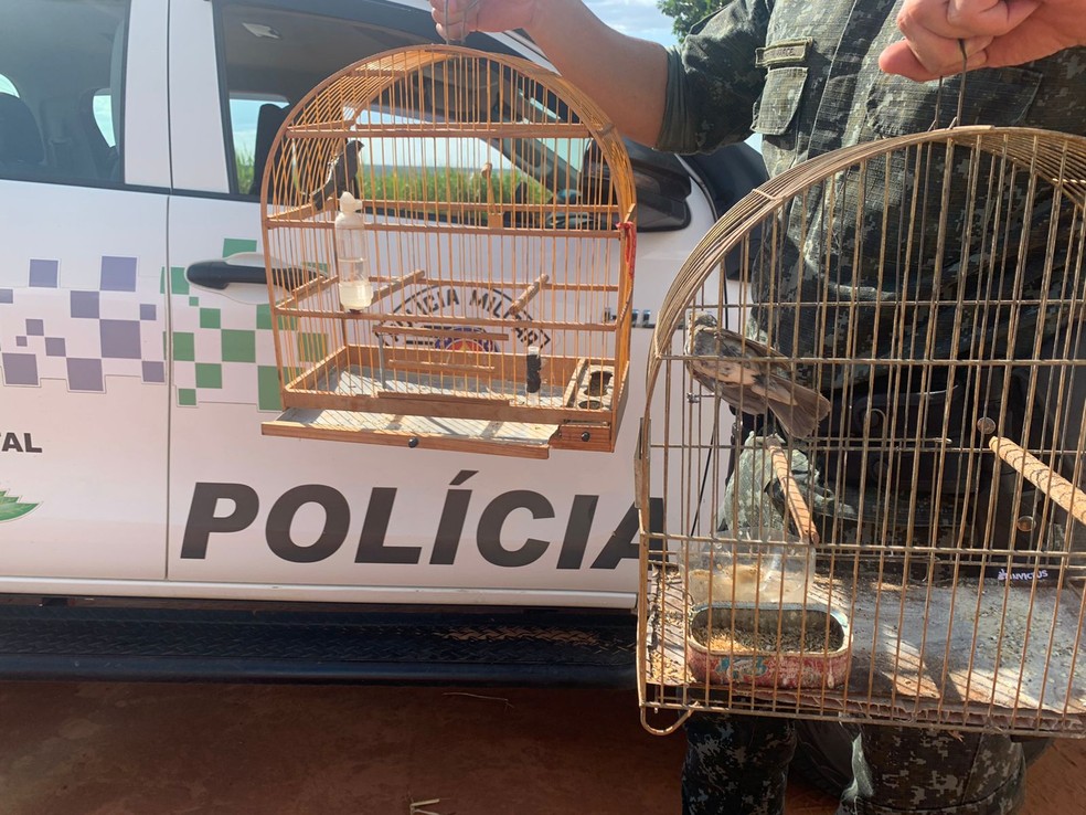 Em Teodoro Sampaio havia um canário-da-terra e um coleirinho em cativeiro — Foto: Polícia Ambiental
