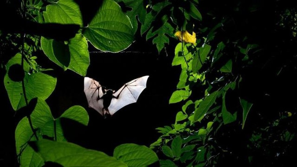 Esta imagem captura perfeitamente um morcego frugívoro enquanto voa em direção a um pé de fruta-do-conde para comer algo, mas demorou um tempo para ser registrada. O fotógrafo Sitaram Raul passou três semanas observando estes morcegos e aprendendo seus movimentos para conseguir esta foto perfeita! — Foto: Sitaram Raul / World Nature Photography Awards