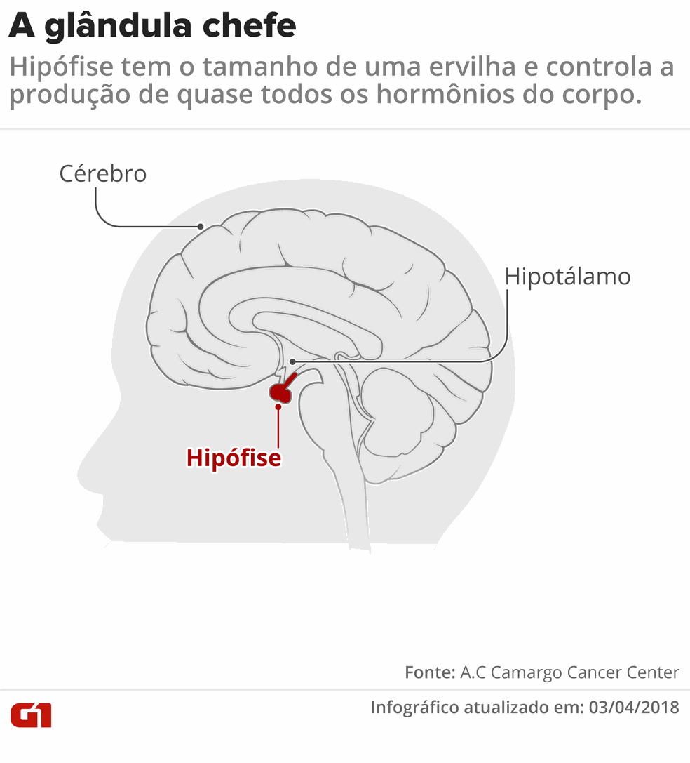 Glândula localizada no cérebro tem função principal na regulação de hormônios (Foto: Igor Estrella/Juliane Souza/Arte G1)