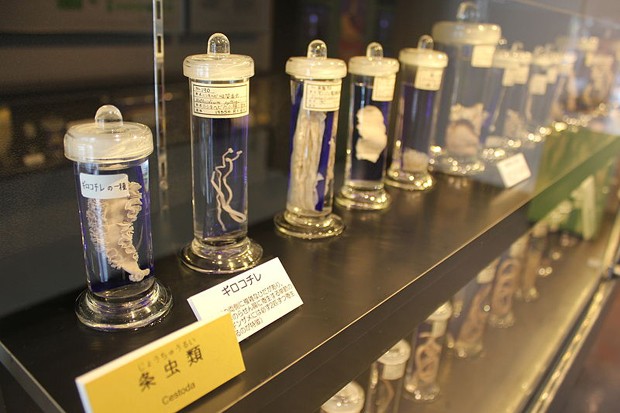 Espécimes do Museu Parasitológico de Meguro (Foto: Wikimedia Commons/Laika Ac)