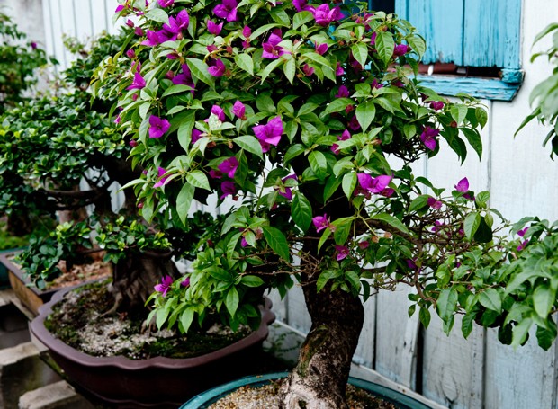 bonsai (Foto: Casa e Jardim)