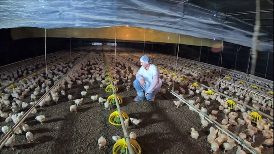 Carnes de porco e de frango acompanham alta nos preços do boi gordo