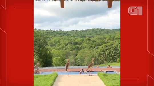 Seriemas parecem se apresentar para turistas em pousada rural de Bonito; veja o vídeo