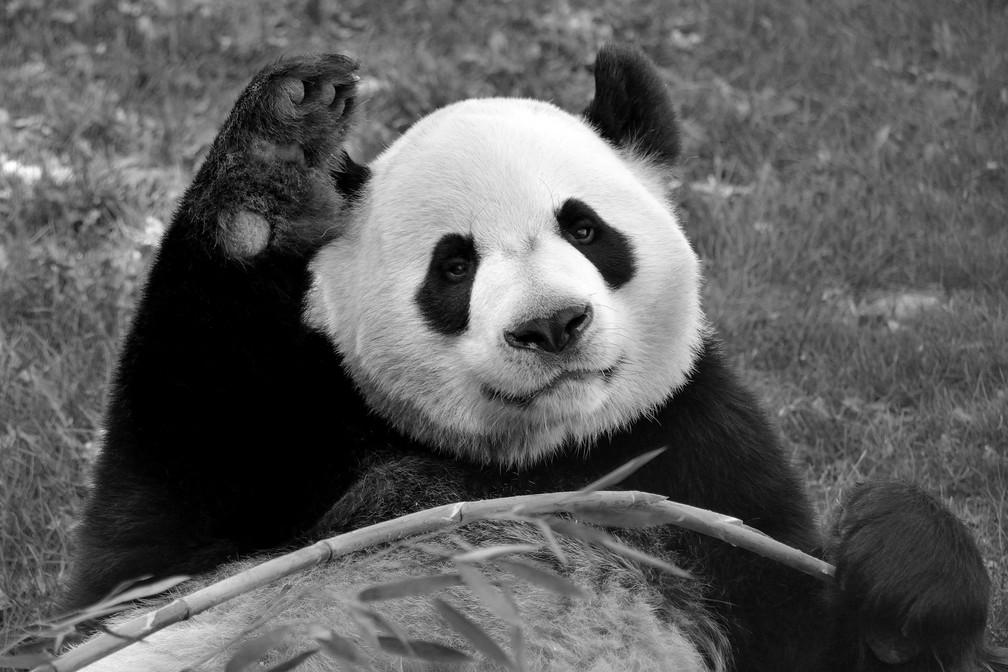 A panda Er Shun, uma das duas que estão sendo devolvidas à China pelo zoológico de Calgary, no Canadá, pela dificuldade de obter bambu durante a pandemia de Covid-19 — Foto: Calgary Zoo/Divulgação/Reuters