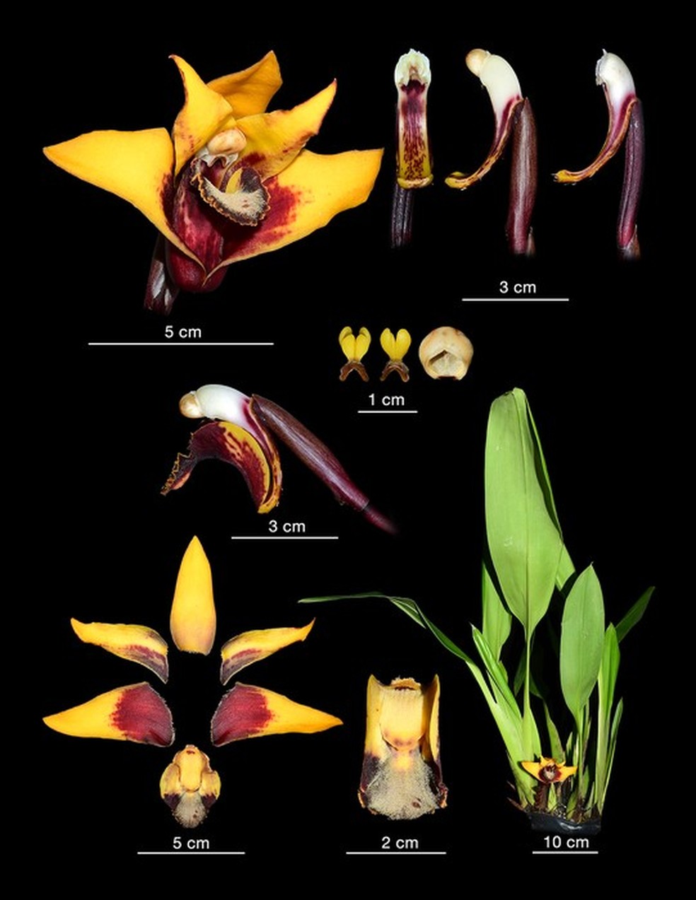 A espécie de orquídea recentemente descrita Maxillaria anacatina-portillae — Foto: Hugo Medina