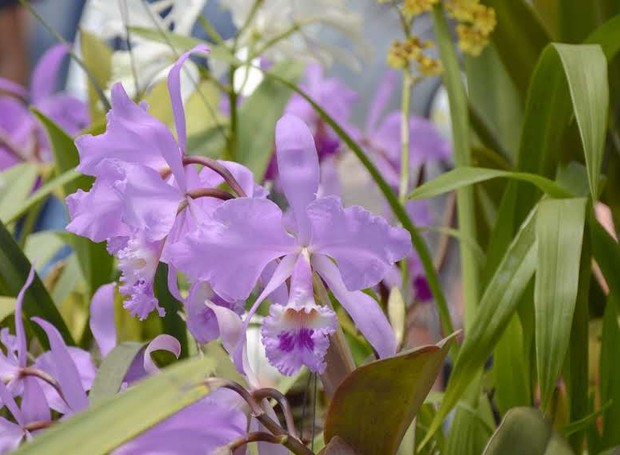 O projeto Orquídeas Brasileiras pretende inserir 21 espécies de orquídeas nativas, nove delas ameaçadas de extinção (Foto: Sivia Ferra / Divulgação)