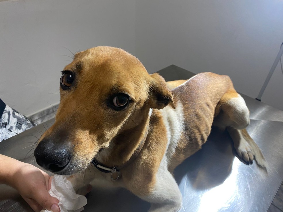 Dois cachorros em situação de maus-tratos são resgatados por ONG em Garça — Foto: ONG Sppades/Divulgação