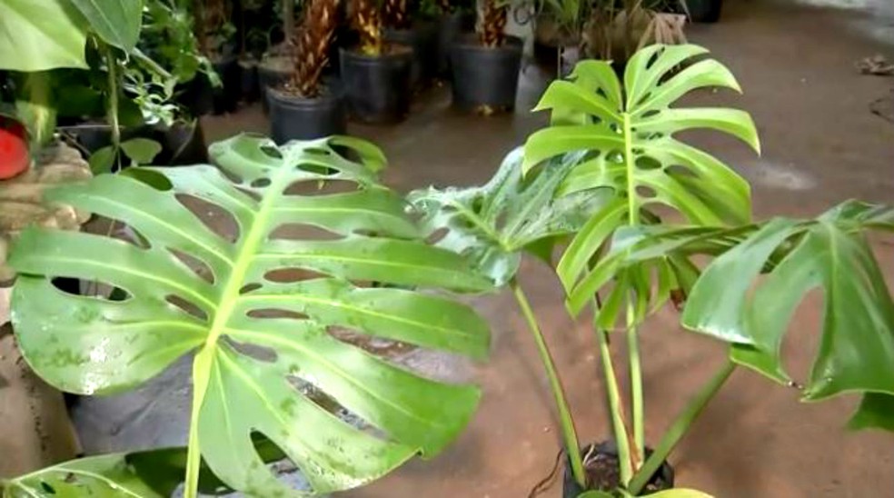 Alunos apresentam sintomas de intoxicação após manipularem planta em aula sobre medicina indígena — Foto: TV TEM/Reprodução