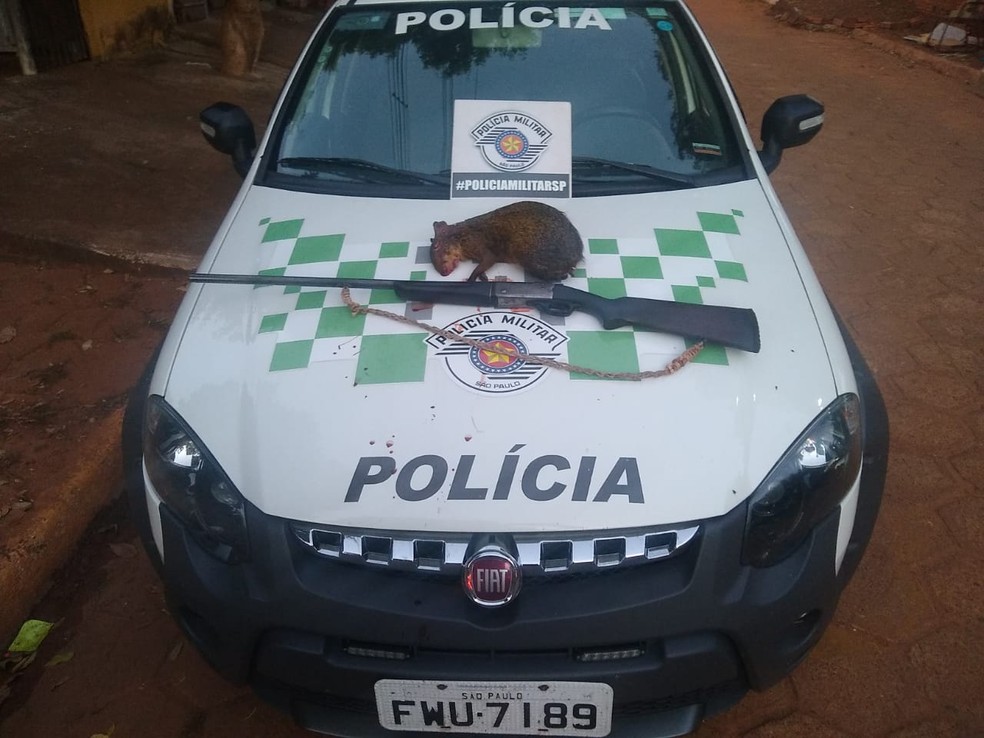 Cutia abatida e arma de fogo foram localizadas no carro do homem e apreendidas — Foto: Polícia Ambiental