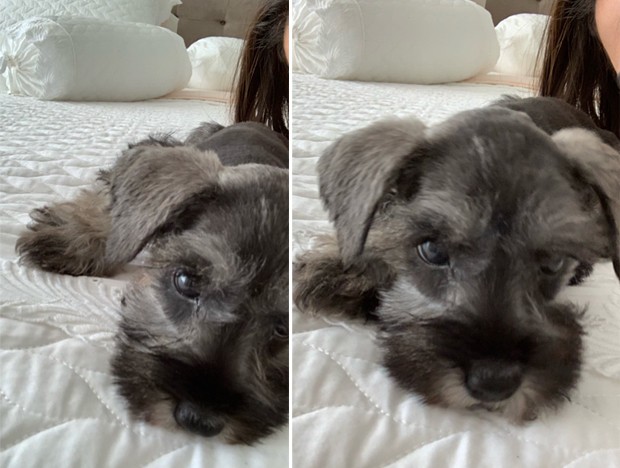 Novo cachorro de Anitta (Foto: Reprodução/Instagram)