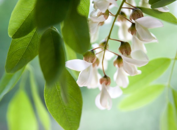 Acácia-branca - Moringa oleifera (Foto: Thinkstock / Divulgação)