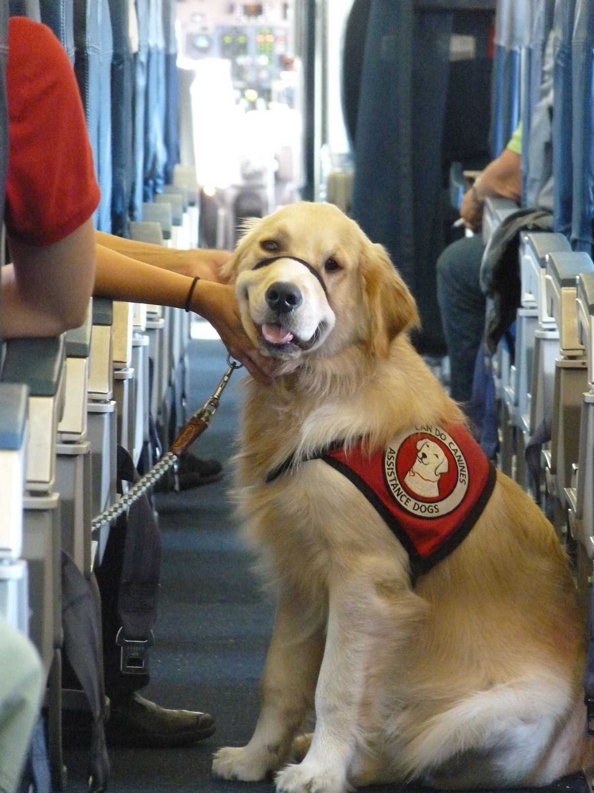 Cães-guia podem viajar sem custo adicional tanto em ônibus quanto em aviões (Foto: Flickr/ Can Do Canines/ CreativeCommons)