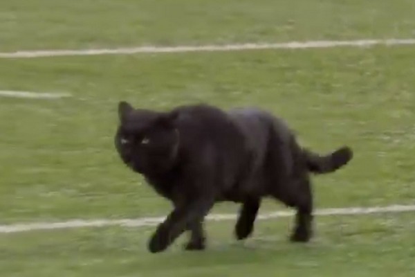 O gato que invadiu a partida entre New York Giants e Dallas Cowboys (Foto: Instagram)