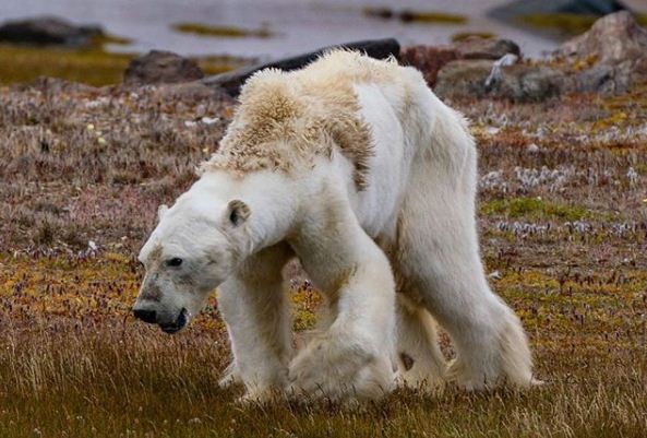 Urso é avistado morrendo de inanição em ilha do Ártico canadense (Foto: Reprodução / Paul Nicklen)