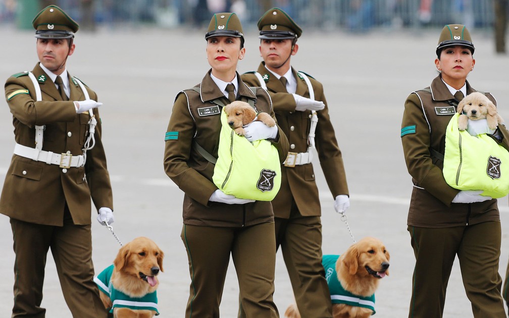 Policiais chilenos marcham com seus cães farejadores e filhotes de Golden retriever, os mais novos membros da unidade de treinamento canino da polícia nacional, durante parada militar no parque Bernardo O'Higgins, em Santiago, na quarta-feira (19) — Foto: Reuters/Rodrigo Garrido