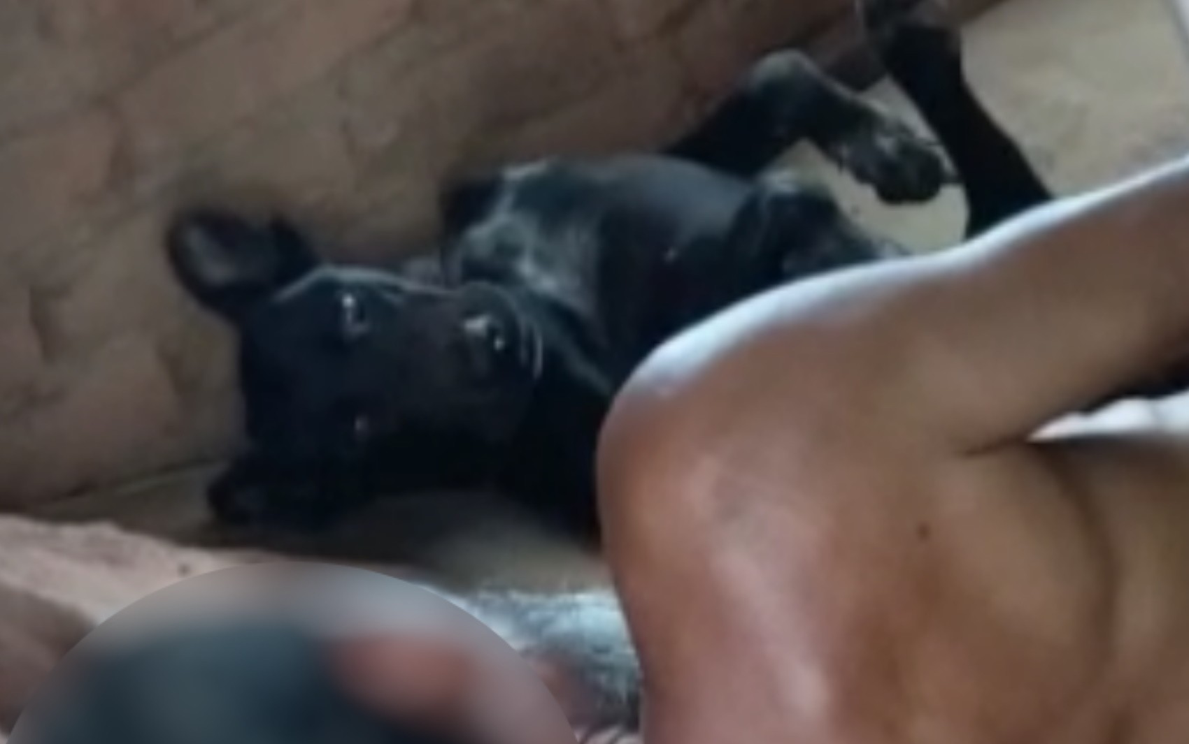 Homem é preso após ser filmado ao praticar atos sexuais com cadela em Diorama, diz delegado