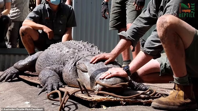 Ele foi isolado para que não ferisse nenhum dos cuidadores nem outros animais (Foto: Australian Reptile Park/Facebook)