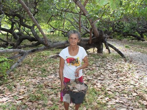 Dona Maria Martins, 72 anos, recolher frutos da árvore e as folhas para fazer adubo (Foto: Gilcilene Araújo/G1)
