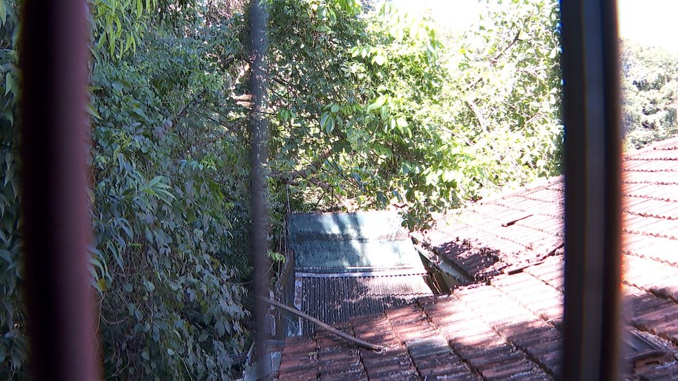 Telhado danificado por queda de árvore em Ribeirão Preto, SP — Foto: Reprodução/EPTV