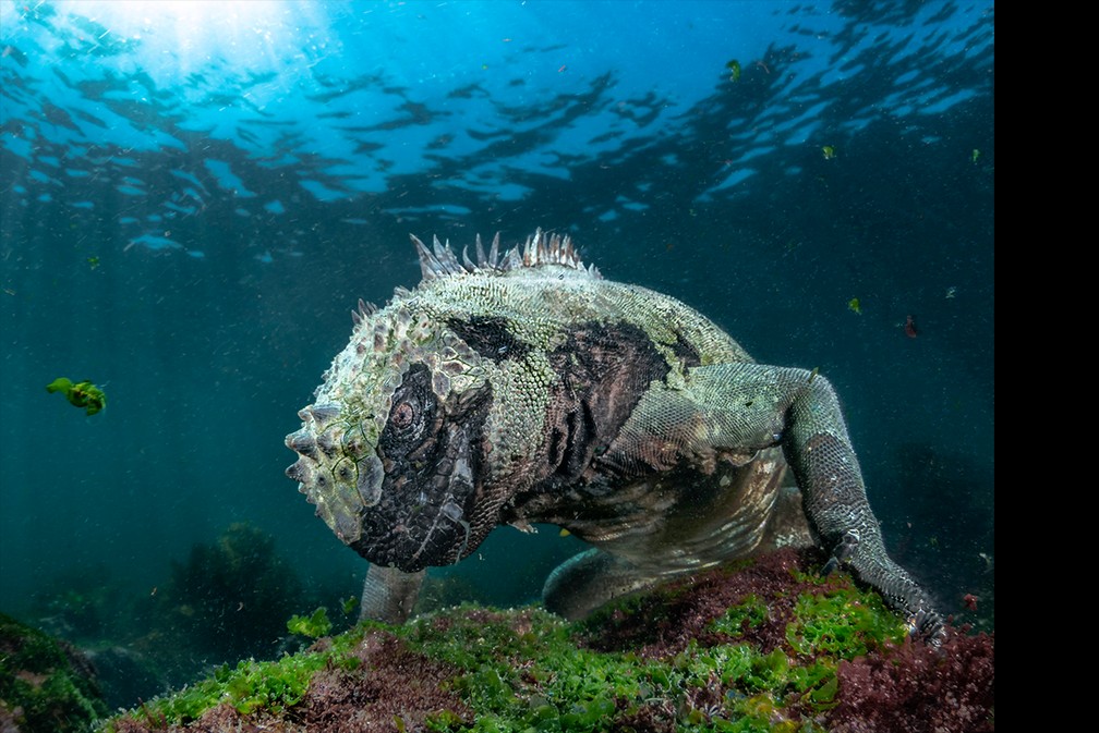 'Dragão aquático': imagem ganhou na categoria Vida Marina — Foto: Pier Mane