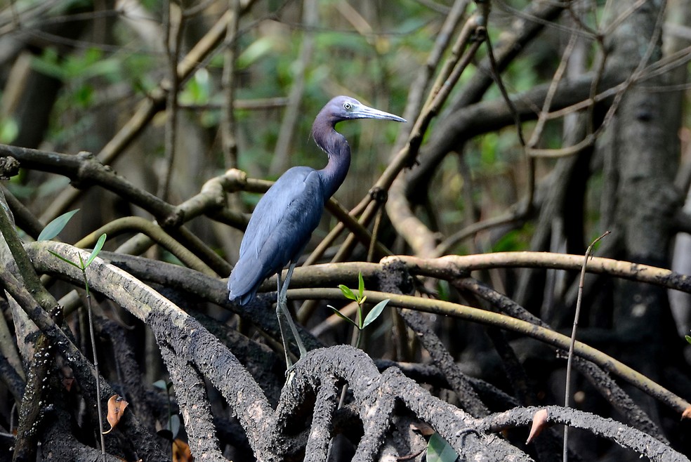 Garca Azul Vive No Litoral Brasileiro E Aproveita Mare Baixa Para Se Alimentar Fauna G1 O estado são paulo, cuja capital é são paulo, fica na região sudeste do brasil e tem uma área de aproximadamente 248.222,80 km². garca azul vive no litoral brasileiro e