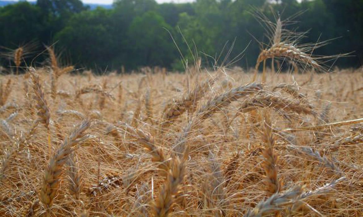 trigo, agricultura, commodities, fertilizantes, plantio, plantação (Foto: Embrapa)