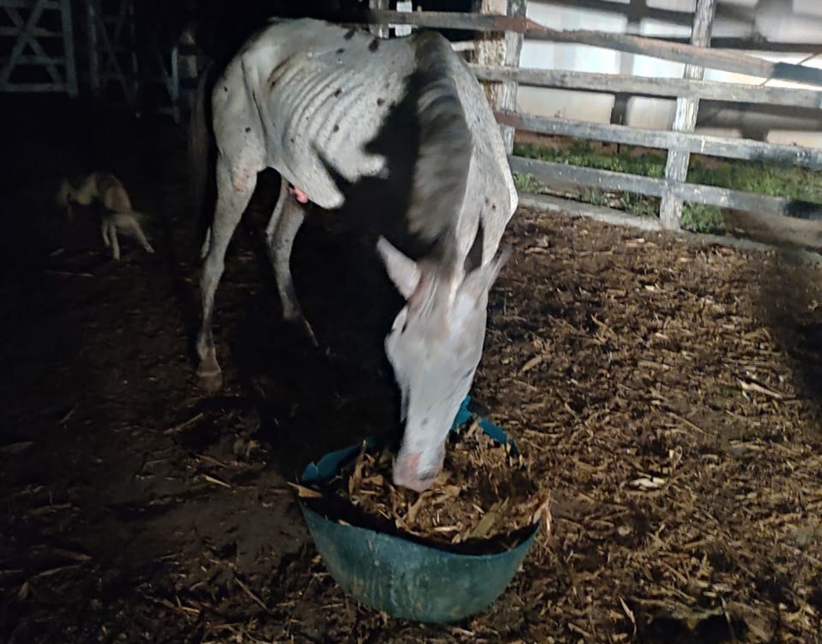 Cavalo com patas quebradas e marcas de maus-tratos é resgatado no norte da Bahia: ‘Sede de viver gigante’, diz veterinária |  Bahia