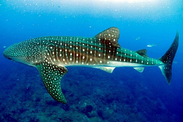 Apesar da semelhança com baleias, essa é uma espécie de peixe e não de cetáceo (Foto: FGBNMS / Eckert / Wikimedia Commons / CreativeCommons)