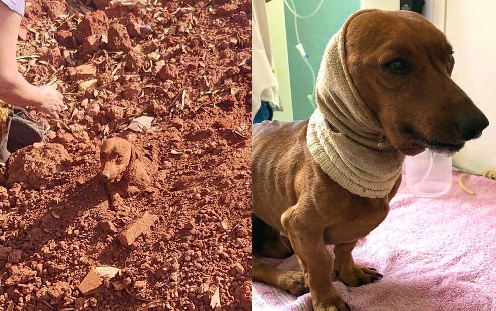 Casal encontra cachorro enterrado vivo às margens de rodovia em Tatuí — Foto: União Protetora dos Animais (UIPA)/Divulgação